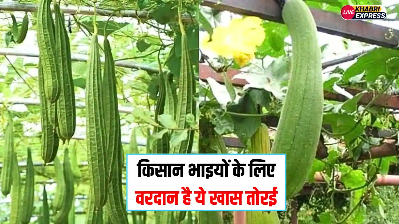 Agriculture News